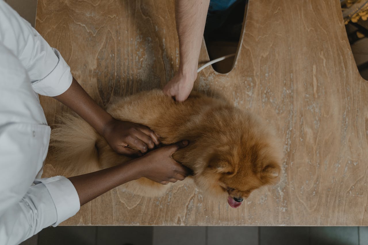 Crafting Captivating Headlines: Your awesome post title goes here Veterinarian inspecting a Pomeranian on a wooden table, showcasing care in pet healthcare.